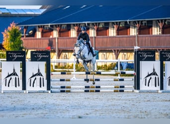 Koń westfalski, Wałach, 6 lat, 165 cm, Siwa