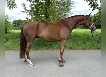 Koń westfalski, Wałach, 6 lat, 166 cm, Ciemnokasztanowata