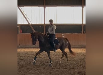 Koń westfalski, Wałach, 6 lat, 166 cm, Ciemnokasztanowata