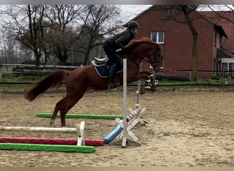 Koń westfalski, Wałach, 6 lat, 166 cm, Ciemnokasztanowata