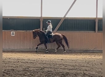 Koń westfalski, Wałach, 6 lat, 166 cm, Ciemnokasztanowata