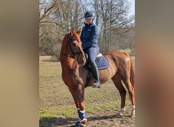 Koń westfalski, Wałach, 6 lat, 166 cm, Ciemnokasztanowata