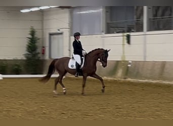 Koń westfalski, Wałach, 6 lat, 166 cm, Ciemnokasztanowata