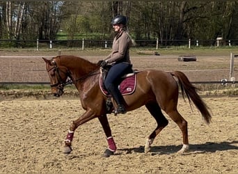 Koń westfalski, Wałach, 6 lat, 166 cm, Ciemnokasztanowata