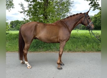 Koń westfalski, Wałach, 6 lat, 166 cm, Ciemnokasztanowata