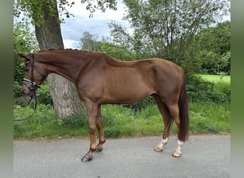 Koń westfalski, Wałach, 6 lat, 166 cm, Ciemnokasztanowata