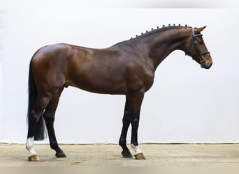 Koń westfalski, Wałach, 6 lat, 166 cm