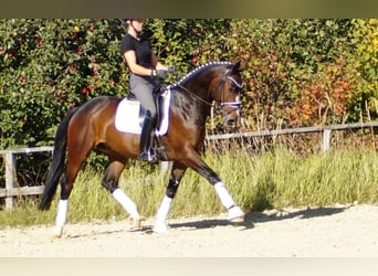 Koń westfalski, Wałach, 6 lat, 167 cm, Ciemnogniada