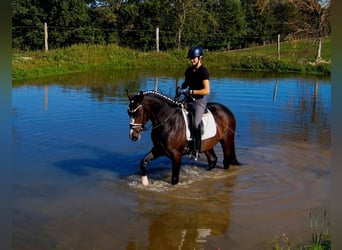 Koń westfalski, Wałach, 6 lat, 167 cm, Ciemnogniada