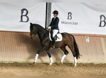 Koń westfalski, Wałach, 6 lat, 167 cm, Ciemnogniada