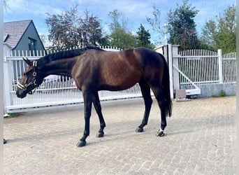 Koń westfalski, Wałach, 6 lat, 167 cm, Gniada
