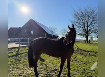 Koń westfalski, Wałach, 6 lat, 167 cm, Gniada