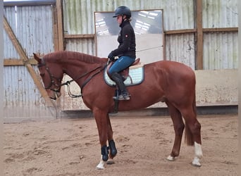 Koń westfalski, Wałach, 6 lat, 167 cm, Kasztanowata