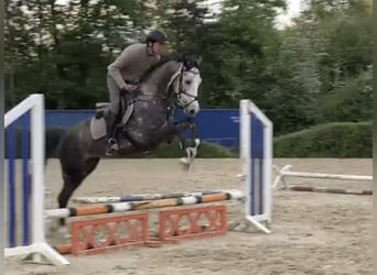 Koń westfalski, Wałach, 6 lat, 167 cm, Siwa