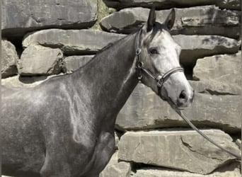 Koń westfalski, Wałach, 6 lat, 167 cm, Siwa
