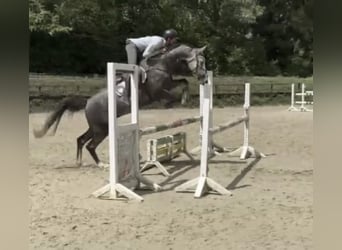 Koń westfalski, Wałach, 6 lat, 167 cm, Siwa