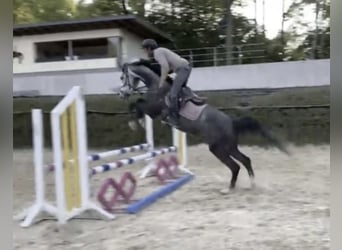 Koń westfalski, Wałach, 6 lat, 167 cm, Siwa