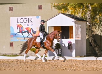 Koń westfalski, Wałach, 6 lat, 168 cm, Ciemnokasztanowata