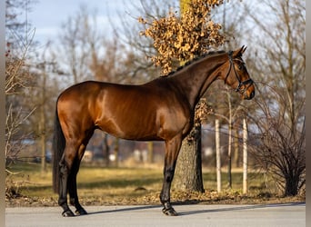 Koń westfalski, Wałach, 6 lat, 168 cm, Gniada