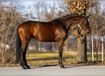 Koń westfalski, Wałach, 6 lat, 168 cm, Gniada