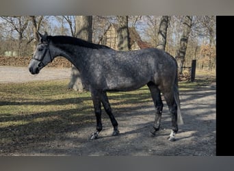 Koń westfalski, Wałach, 6 lat, 168 cm, Siwa