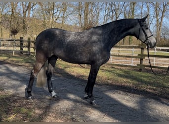 Koń westfalski, Wałach, 6 lat, 168 cm, Siwa