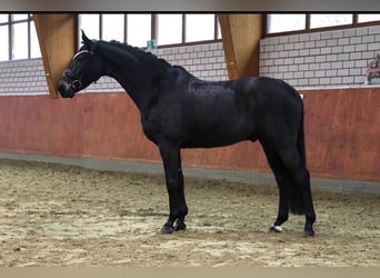 Koń westfalski, Wałach, 6 lat, 168 cm, Skarogniada