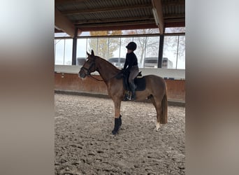 Koń westfalski, Wałach, 6 lat, 169 cm, Kasztanowata