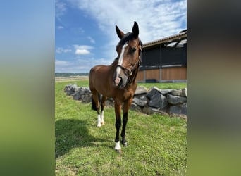 Koń westfalski, Wałach, 6 lat, 170 cm, Gniada