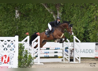 Koń westfalski, Wałach, 6 lat, 170 cm, Gniada