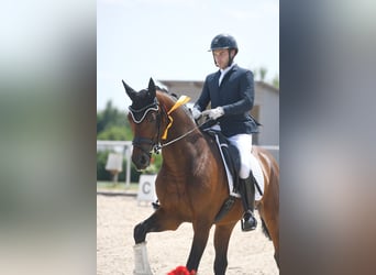 Koń westfalski, Wałach, 6 lat, 170 cm, Gniada