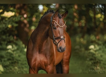 Koń westfalski, Wałach, 6 lat, 170 cm, Gniada