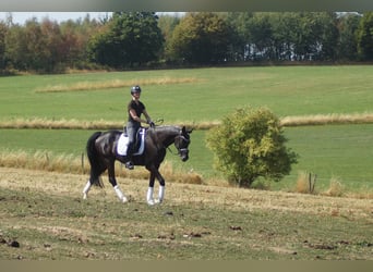 Koń westfalski, Wałach, 6 lat, 170 cm, Kara