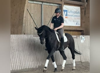 Koń westfalski, Wałach, 6 lat, 170 cm, Kara