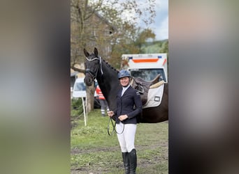 Koń westfalski, Wałach, 6 lat, 170 cm, Kara
