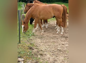 Koń westfalski, Wałach, 6 lat, 170 cm, Kasztanowata