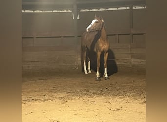 Koń westfalski, Wałach, 6 lat, 170 cm, Kasztanowata