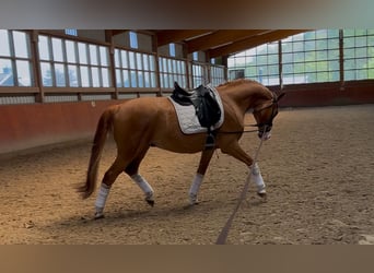 Koń westfalski, Wałach, 6 lat, 170 cm, Kasztanowata