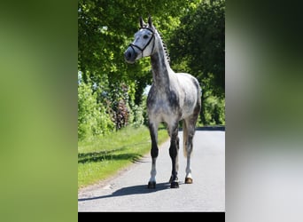 Koń westfalski, Wałach, 6 lat, 170 cm, Siwa