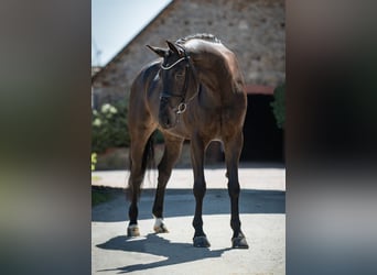 Koń westfalski, Wałach, 6 lat, 172 cm, Ciemnogniada