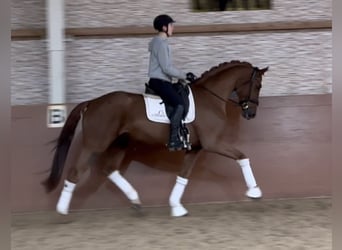 Koń westfalski, Wałach, 6 lat, 172 cm, Kasztanowata