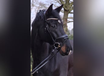 Koń westfalski, Wałach, 6 lat, 172 cm, Skarogniada