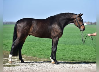 Koń westfalski, Wałach, 6 lat, 173 cm, Gniada