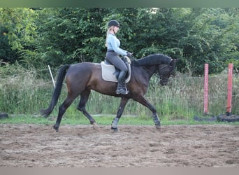 Koń westfalski, Wałach, 6 lat, 174 cm, Ciemnogniada