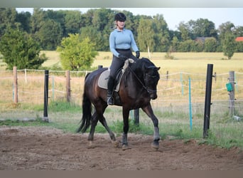 Koń westfalski, Wałach, 6 lat, 174 cm, Ciemnogniada