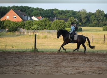 Koń westfalski, Wałach, 6 lat, 174 cm, Ciemnogniada