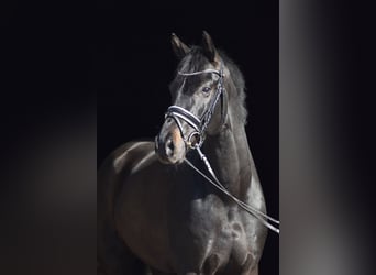 Koń westfalski, Wałach, 6 lat, 174 cm, Kara