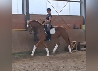 Koń westfalski, Wałach, 6 lat, 178 cm, Kasztanowata