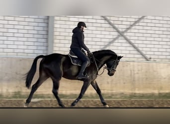 Koń westfalski, Wałach, 6 lat, 178 cm, Skarogniada