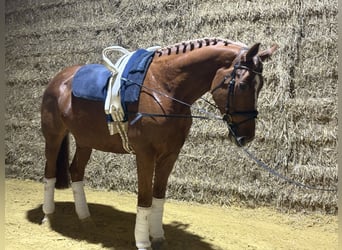 Koń westfalski, Wałach, 6 lat, 180 cm, Kasztanowata